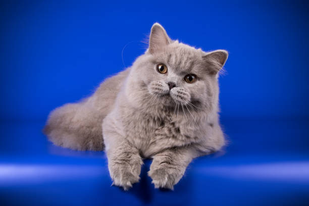 istock British shorthair cat on colored background 1038049030