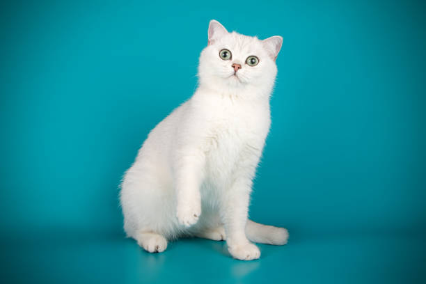 istock British shorthair cat on colored background 1038049306