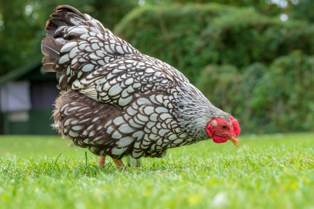 Free-range Wyandotte Hen seen looking for food in a large, rural garden during mid-summer. stock photo