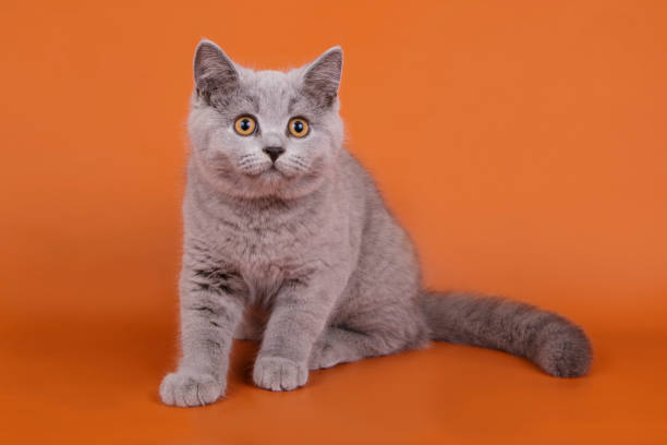 istock British shorthair cat on colored background 1038049422