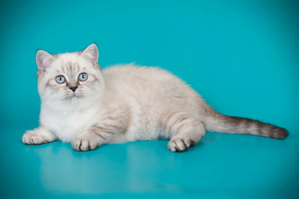 istock British shorthair cat on colored background 1038049442