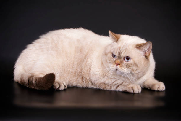 istock British shorthair cat on colored background 1038049498
