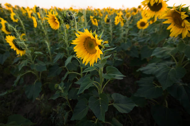 istock Sunflowers on the field 1038049828