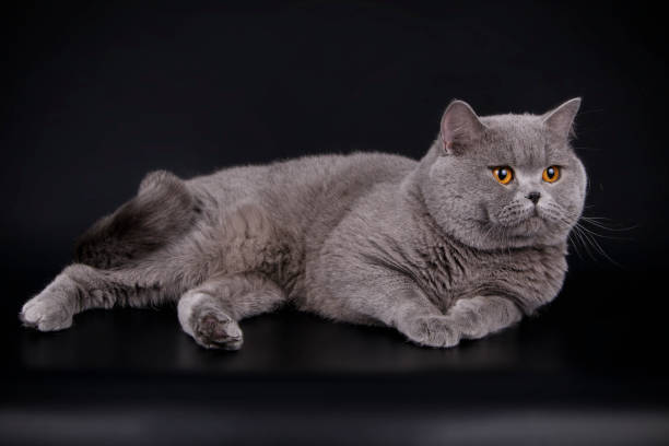 istock British shorthair cat on colored background 1038050244