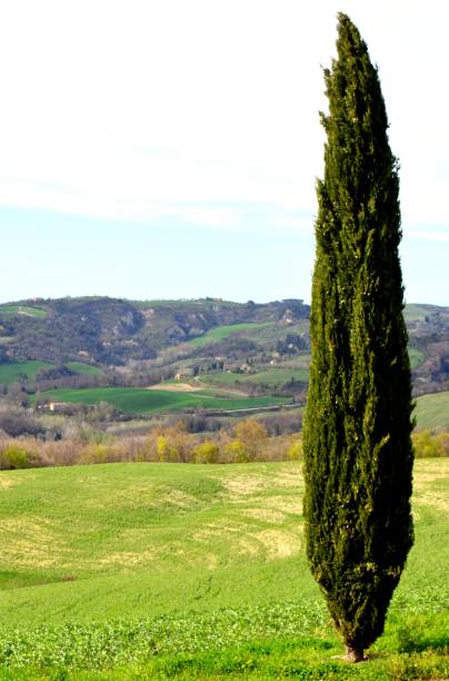 istock Agritourism in Tuscany 1038056842