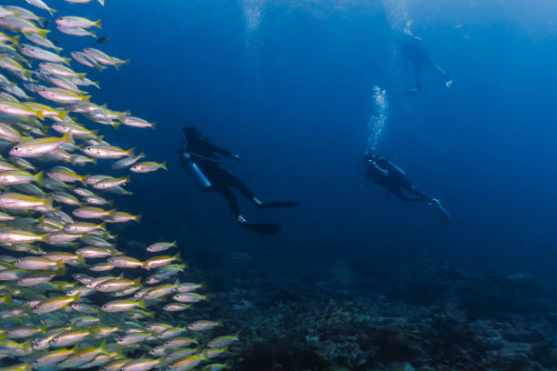 istock Scuba divers in underwater school of Bigeye Snapper (Lutjanus lutjanus) fish 1038059014