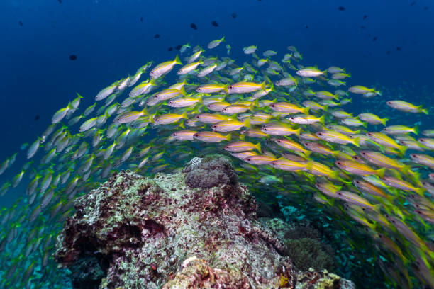 Epic nature underwater school of Bigeye Snapper (Lutjanus lutjanus) fish