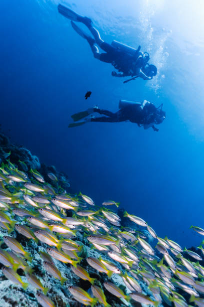 istock Scuba divers in underwater school of Bigeye Snapper (Lutjanus lutjanus) fish 1038059278
