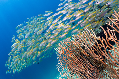 Coral reefs are the one of earths most complex ecosystems, containing over 800 species of corals and one million animal and plant species. Here we see a shallow coral reef with Gorgonian Sea fan corals supporting shoals of Bigeye Snapper (Lutjanus lutjanus). The large school of fish group together as a means of protection from predators. The location are the Bida Islands, Phi Phi Archipelago, Andaman Sea, Krabi, Thailand.