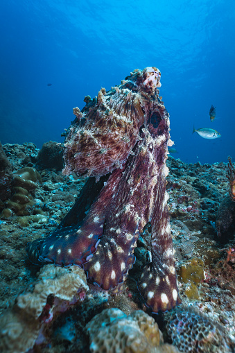 A common Reef Octopus (Octapus cyanea) is waiting in the shallow coral reef at Phi Phi Archipelago, Andaman Sea, Krabi, Thailand.  Experts at camouflage they have the ability to change colour to blend in with their surroundings to avoid predation.  Here we see the octopus use suction over a rock to extract fish to eat.