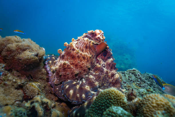 podwodna rafa ośmiornica (octapus cyanea) zakamuflowana na rafie koralowej - day octopus zdjęcia i obrazy z banku zdjęć