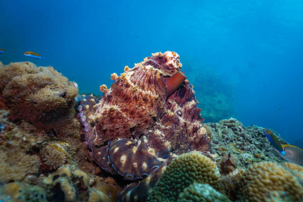 subaquática recife polvo (octapus cyanea) camuflado em recifes de corais - day octopus - fotografias e filmes do acervo