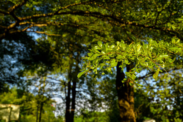 istock Green Tree leaves with many big tree in the background 1038060394