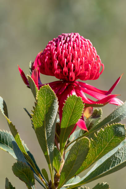 istock The beautiful Waratah Flower 1038065784