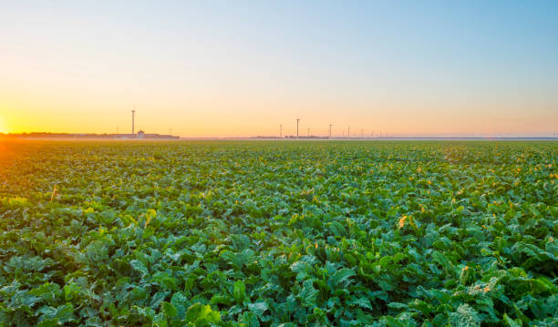 Farmland with vegetables at sunrise in summer Farmland with vegetables at sunrise in summer almere photos stock pictures, royalty-free photos & images