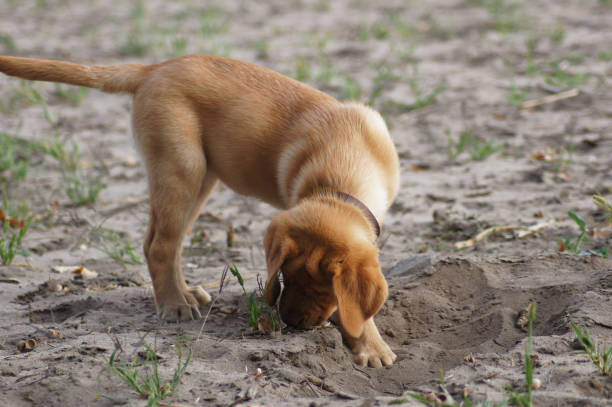istock Cute blonde Labrador Puppy 1038066918