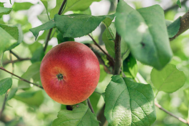 istock Apple fruits growing on an apple tree branch 1038071086