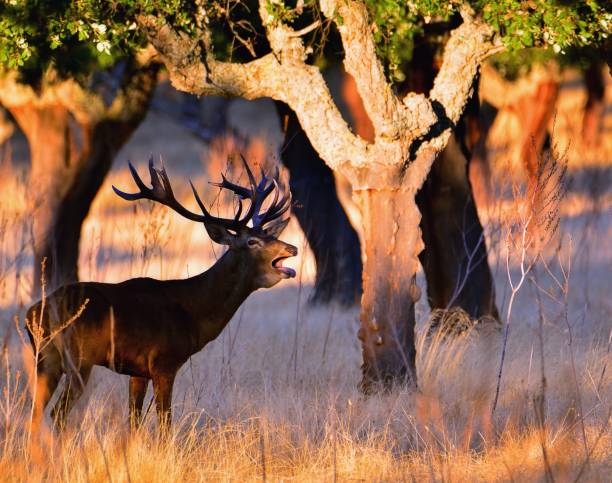 Adult red deer stag. stock photo