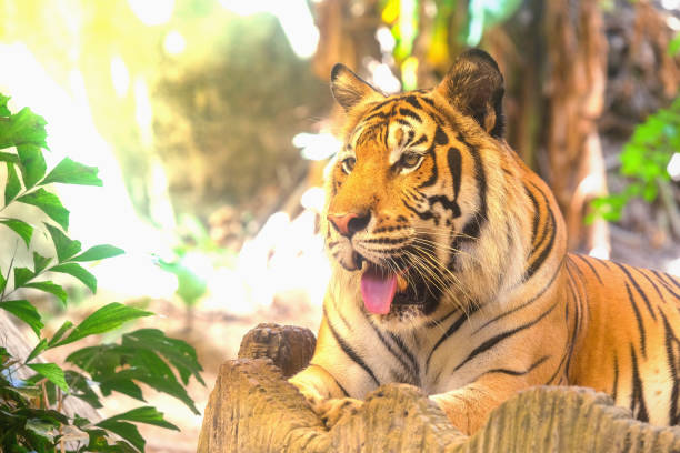 istock The tiger is behind the green branches. (Indochinese tiger) 1038074694