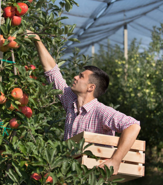 istock Farmer harvesting apples in orchard 1038074714