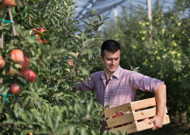 istock Farmer harvesting apples in orchard 1038074738