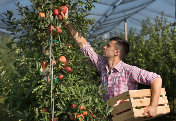 istock Farmer harvesting apples in orchard 1038075136
