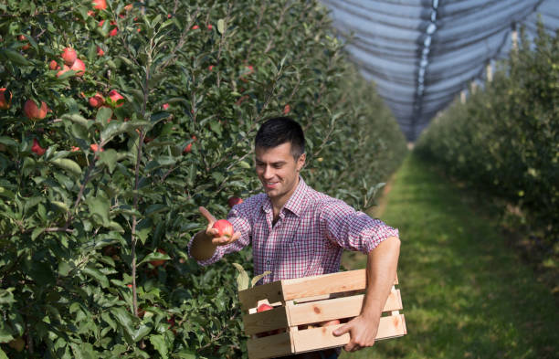 istock Farmer harvesting apples in orchard 1038075386