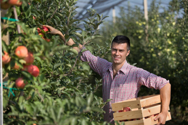 Farmer harvesting apples in orchard