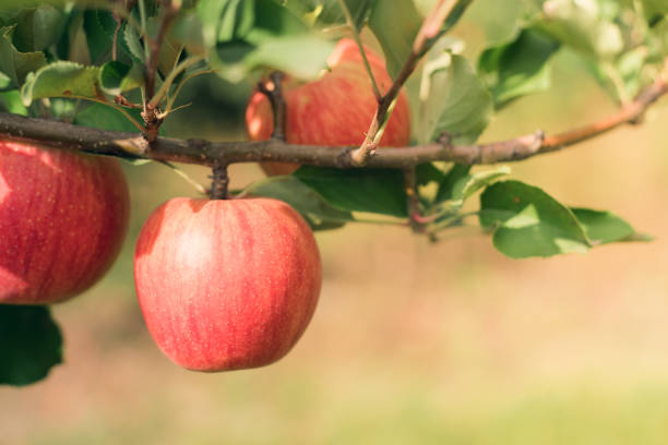 istock Apple fruits growing on an apple tree branch 1038075650