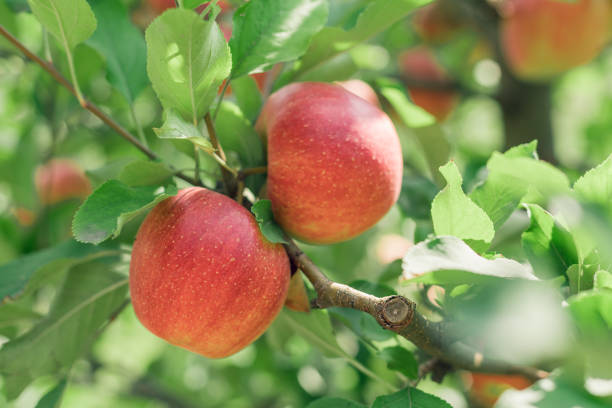 istock Apple fruits growing on an apple tree branch 1038075976