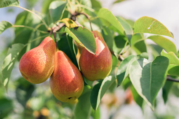 istock Pear fruits growing on an pear tree branch 1038082612