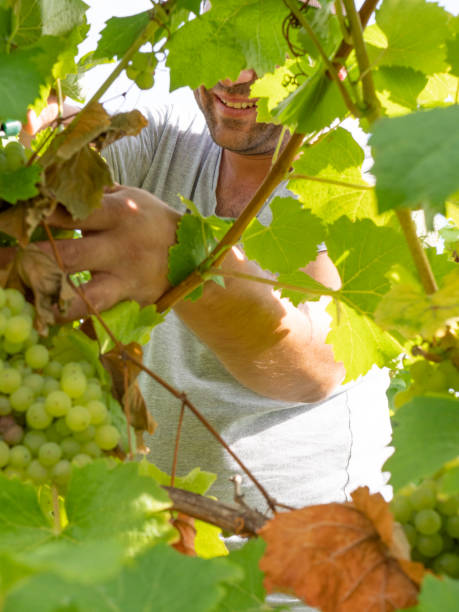 istock Mature grape picker harvesting in a sunny vineyard 1038087732