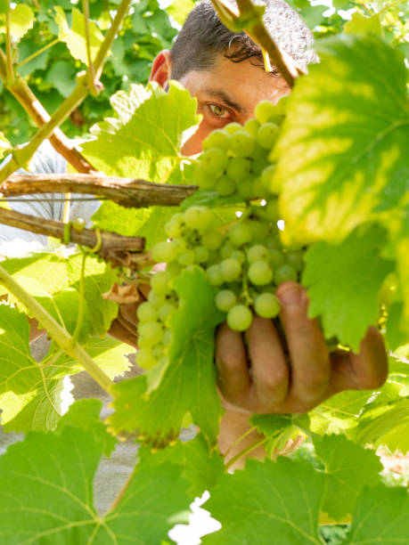 istock Mature grape picker harvesting in a sunny vineyard 1038087790
