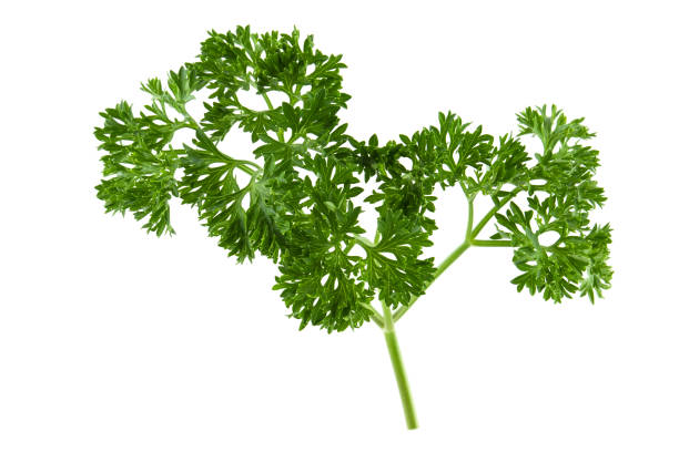 istock Fresh green parsley leaves isolated on white background 1038088616