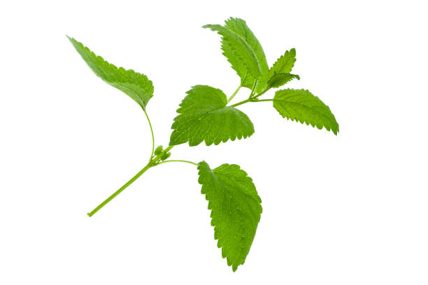 istock Melissa leaf or lemon balm branch  isolated on white background 1038088618