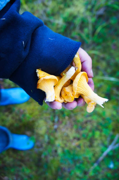 istock Yellow chanterelles mashrooms in woman's hand 1038088766