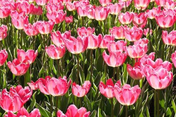 istock Pink tulips flowers field 1038088946