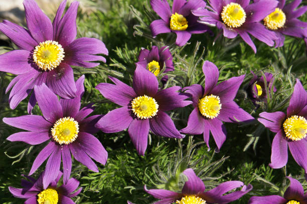 Pulsatilla ludoviciana or Anemone patens or Pasqueflower purple flowers Pulsatilla ludoviciana or Anemone patens or Pasqueflower purple flowers anemone ludoviciana stock pictures, royalty-free photos & images