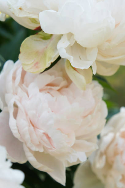 istock White tulips flowers close up 1038089138