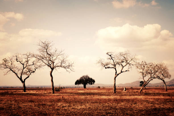 african landscape with bare trees in sepia colors - bare tree winter plants travel locations imagens e fotografias de stock