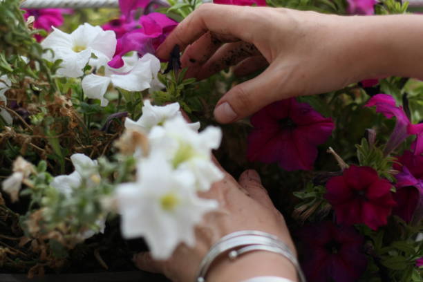 istock Woman hands gardening  flowers 1038099622