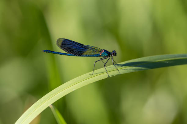 istock Banded Demoiselle 1038104260