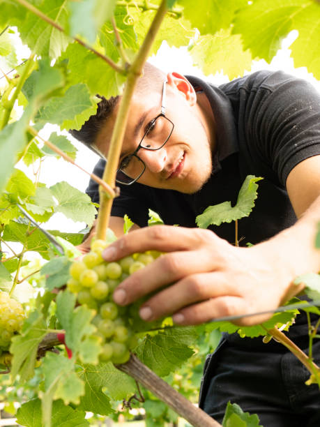 istock Young grape picker harvesting in a sunny vineyard 1038104336