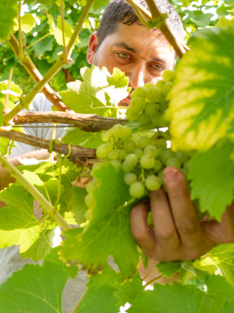 istock Mature grape picker harvesting in a sunny vineyard 1038104722