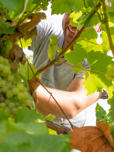 istock Mature grape picker harvesting in a sunny vineyard 1038104728