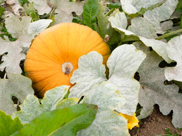 istock Pumpkins ripening in a sunny autumn field 1038105130