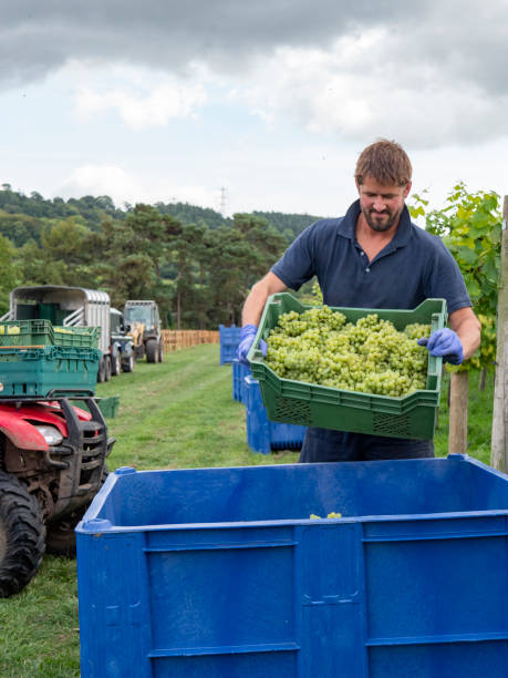 istock Winery Manager harvesting in a sunny vineyard 1038107924