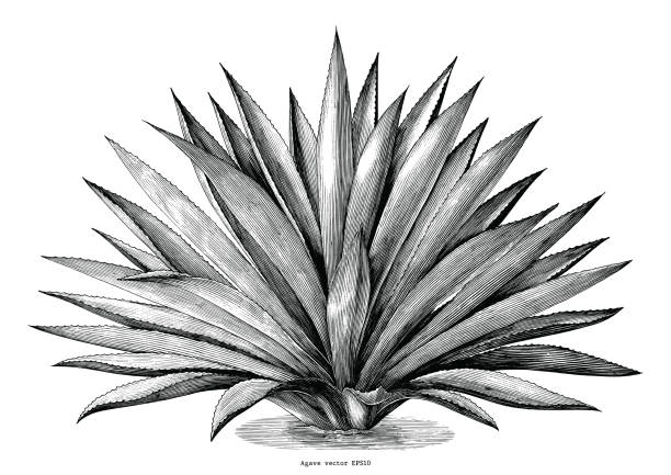 agave 손으로 그리는 빈티지 조각 클립 아트 흰색 배경에 고립 - juicy stock illustrations