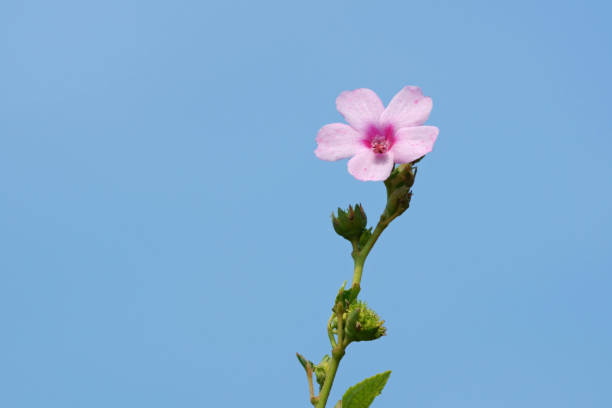 Wild pink flowers on the blue sky. Urena lobata Flowering plants on the hillside in the morning urena lobata photos stock pictures, royalty-free photos & images