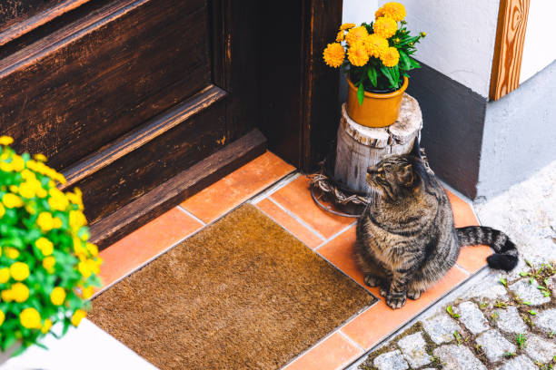istock Cat waiting for host near the door 1038112614